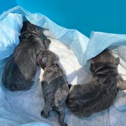 French Bulldog Puppies from Fontana Frenchies