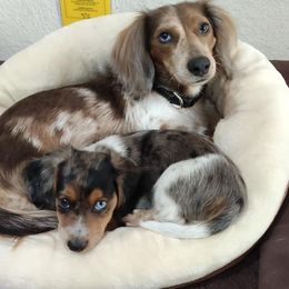 Glory - Dachshund
