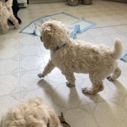 Miniature Schnauzer and Poodle Puppies from Tropheous