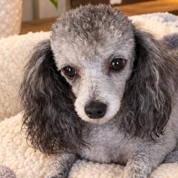 Sylvie - Poodle