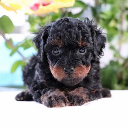 Justice - Phantom male Poodle puppy in Goliad, Texas from Sassy Lil Aussies and Diamond W Poodles