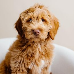 Bernedoodles and Goldendoodles from Brewing Doodles