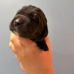 Hank Williams - Black male Newfoundland puppy in Tully, New York from Bear Paw Newfoundlands