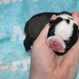 Boy 2 - Seal and white male Boston Terrier puppy in Georgia from A-K Boston Terriers