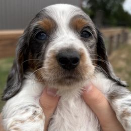 Dachshunds from Double J Dachshunds