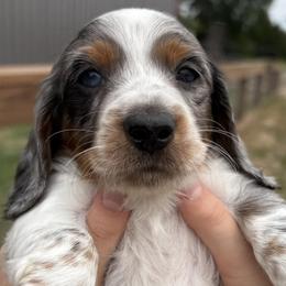 Dachshunds from Double J Dachshunds