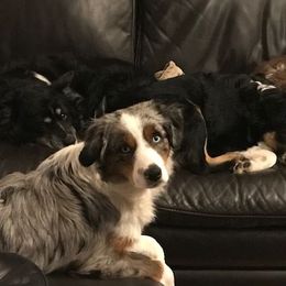 Miniature Australian Shepherds from Checkered Flag Champions Mini Aussies