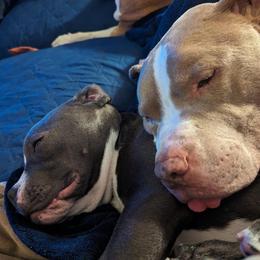 American Bully Puppies from Night Court Bullies