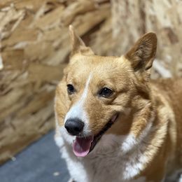 Harlie - Pembroke Welsh Corgi