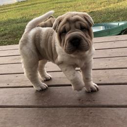 Chinese Shar-Pei Puppies from HapPei House of Wrinkles