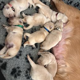 Female 4 - Golden female Golden Retriever puppy in Menifee, California from The Golden Leash Kennels