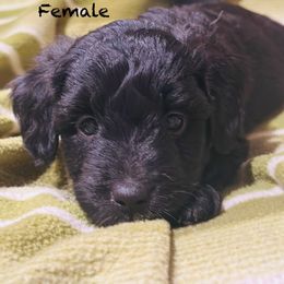 Mocha - Black and white female Aussiedoodle puppy in Mulino, Oregon from Korbella Farm
