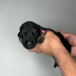 Maya - Black and red female German Shepherd puppy in Florida from Best Shepherds
