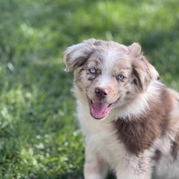 Rainer - Red merle male Miniature Australian Shepherd puppy in California from Eagle River Aussies