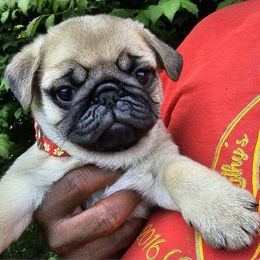 French Bulldog and Pug Puppies from Peachy Pugs