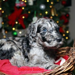 Goldendoodle Puppies from Gallimore Doodles