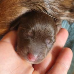 Vivien - Piebald female Dachshund puppy in Austin, Texas from Glorious Minis