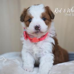 Red White Small Spot - Brown and white female Aussiedoodle puppy in Plain City, Utah from Myers Desert Doodles