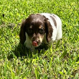 Sandy - Piebald female Dachshund puppy in Tulsa County, Oklahoma from Willow Creek Miniature Dachshunds