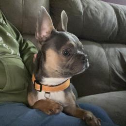 Harley - Companion Cross