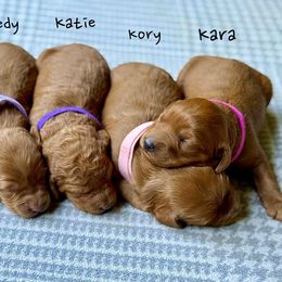 Bernedoodle and Goldendoodle Puppies from BrookeMarie’s Goldendoodle Love