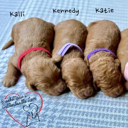 Bernedoodle and Goldendoodle Puppies from BrookeMarie’s Goldendoodle Love