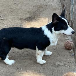 Boy 5 - Black and white male Cardigan Welsh Corgi puppy in Las Vegas, Nevada from Victory Crown