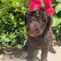 Lady MacBeth - Parti female Labradoodle puppy in Camden, North Carolina from Oopsie Doodles of NC