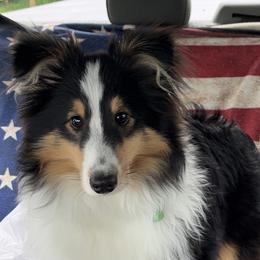 Shetland Sheepdog All Grown Up from Justsimplyshelties