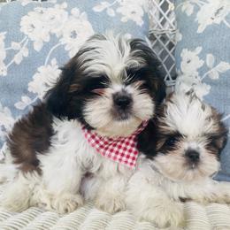 Shih Tzu Puppies from Tiny Bubbles Shih Tzus