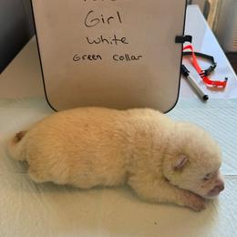 Qusa - White female Japanese Akitainu puppy in Hubert, North Carolina from Miyo Ken
