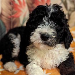 Bernedoodles and Goldendoodles from Sammy's puppies