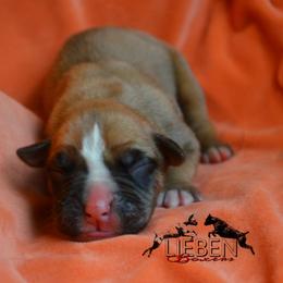 Waffles - Fawn female Boxer puppy in Earlsboro, Oklahoma from Lieben Boxers