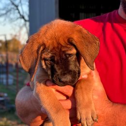 Juniper - Apricot female Mastiff puppy in Wewoka, Oklahoma from P Diamond Mastiffs