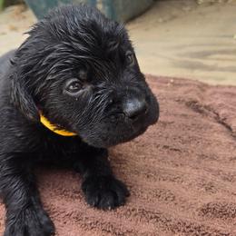 Boy 4 - Black male Labrador Retriever puppy in Napavine, Washington from StormyDaze Labradors & Beagles