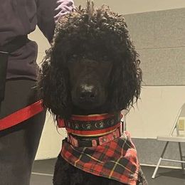 Lizzie - Poodle