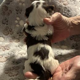 Biewer Terrier Puppies from Moonshadow Biewer Terriers