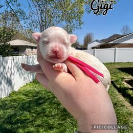 Rue - White female Maltese puppy in Morehead, Kentucky from Paw Perfect Pets