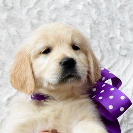 Goldendoodle, Golden Retriever, and Poodle Puppies from Farmstead 51