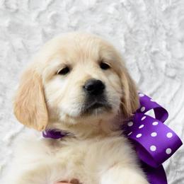 Goldendoodle, Golden Retriever, and Poodle Puppies from Farmstead 51