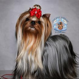 Izzie - Yorkshire Terrier