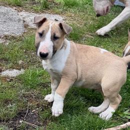 Cumulus - Fawn smut and white male Bull Terrier puppy in Sprauge, Washington from Mark My Words Bull Terriers