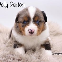 Miniature American Shepherd and Miniature Australian Shepherd Puppies from Borderview Aussies