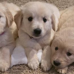 Baby girl purple - Light golden female Golden Retriever puppy in Clarksville, Tennessee from 255 Goldens