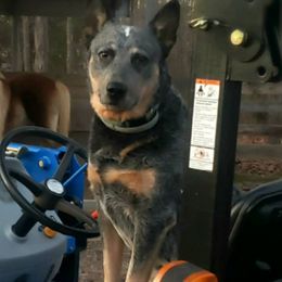 Australian Cattle Dogs and Old Time Scotch Collies from RedBud Cattle Dogs and Collies