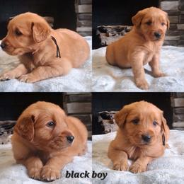 Black boy - Dark golden male Golden Retriever puppy in Howell, Michigan from Robbin's Treasures
