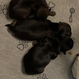 Hope - Brindle female Shih Tzu puppy in Boaz, Alabama from Happy Haven Farm