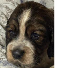 Lucky - Black white and tan male English Springer Spaniel puppy in Coeur D'alene, Idaho from Springer Hollow