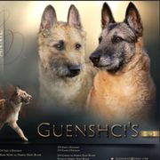 ANNIE - Belgian Laekenois