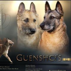 ANNIE - Belgian Laekenois